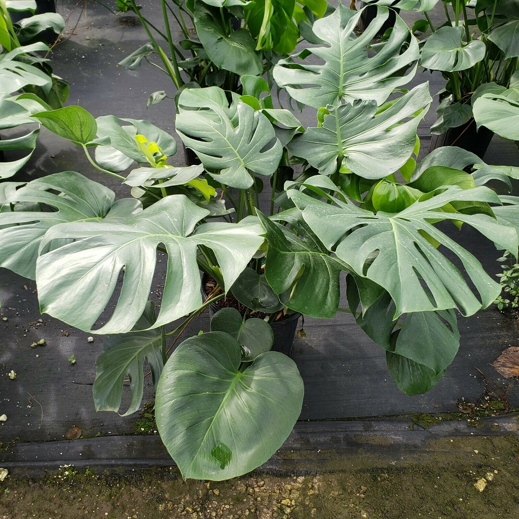 Monstera bigger leaves 